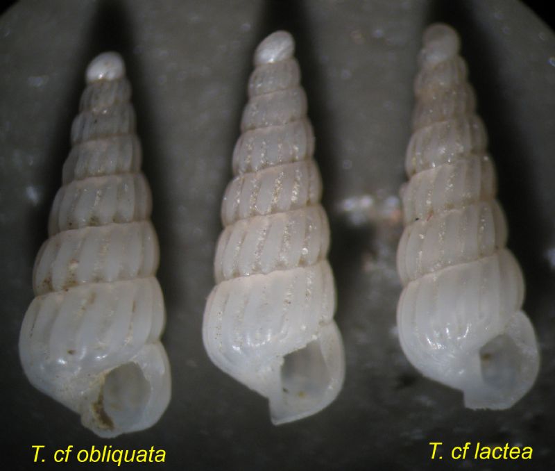 Turbonilla lactea juv vs obliquata